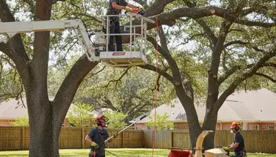 Tree pruning service in Omaha, NE improving tree health and safety