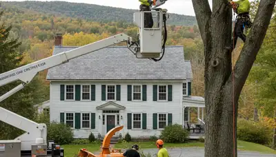 Omaha, NE tree service crew providing professional tree removal for a local property