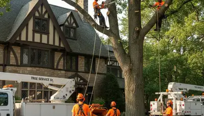 Tree service crew providing tree removal in Omaha, NE