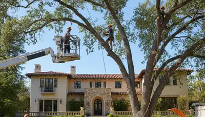 Tree service crew in Omaha, NE providing professional tree removal and trimming services
