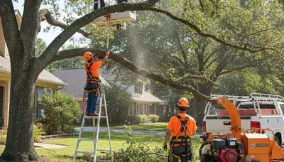 Omaha, NE tree trimming service improving tree health and property safety